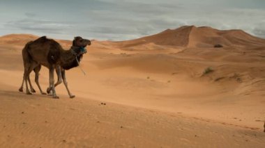 Fas 'taki Sahara Çölü' nde Merzouga 'da develer