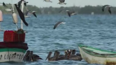Büyük bir martı sürüsü Ria largartos, Meksika 'da