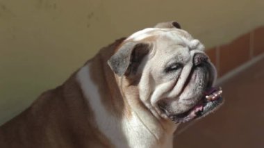 Verandada nefes nefese kalmış yaşlı bir buldog.