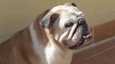 Verandada nefes nefese kalmış yaşlı bir buldog.