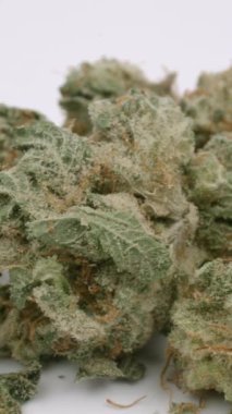 kenevir tomurcuklarının dikey olarak kapatılması