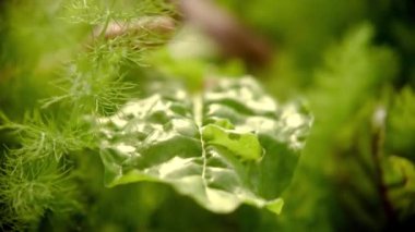 Sebze bahçesinde taze yetişmiş yiyecekler hasat ediliyor.