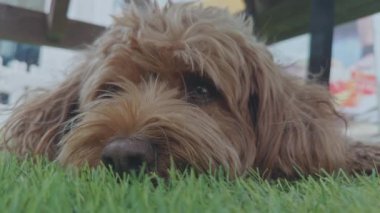 Sevimli Cavapoo köpeği dışarıda dinleniyor.