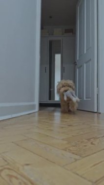 Sevimli kaniş köpeği evde dikey olarak dinleniyor.