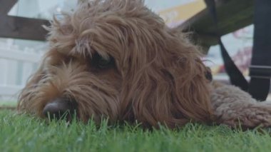 Sevimli Cavapoo köpeği dışarıda dinleniyor.