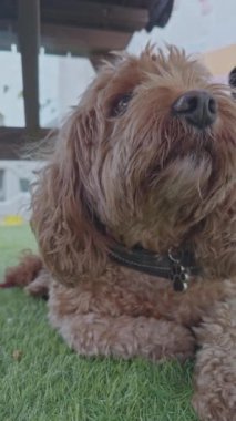 Sevimli Cavapoo köpeği dışarıda dikey olarak dinleniyor.