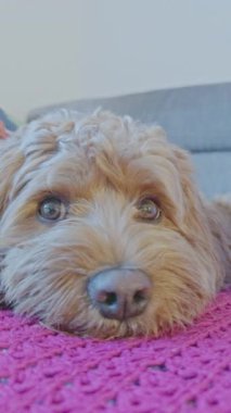 Sevimli Cavapoo köpeği içeride dikey olarak dinleniyor.