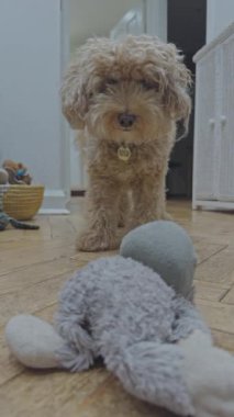 Sevimli kaniş köpeği evde dikey olarak dinleniyor.