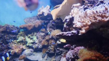 Tropikal Akvaryum yüzme balık 