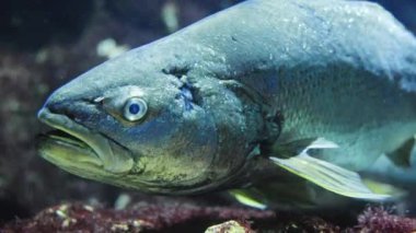 Tropikal Akvaryum yüzme balık 