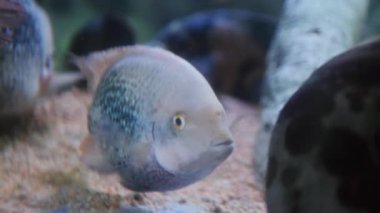 Tropikal Akvaryum yüzme balık 