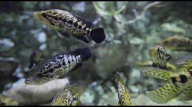 Tropikal Akvaryum yüzme balık 