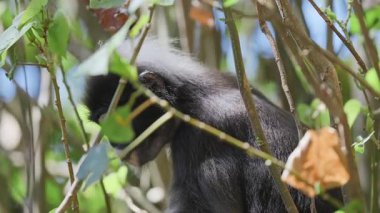 Lagkawi Adası, Malezya 'da çekilen esmer yaprak maymunları