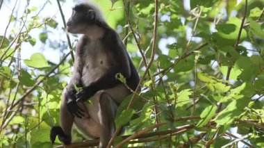 Lagkawi Adası, Malezya 'da çekilen esmer yaprak maymunları