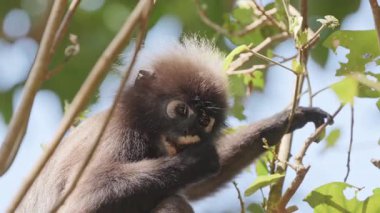 Lagkawi Adası, Malezya 'da çekilen esmer yaprak maymunları