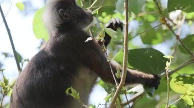 Lagkawi Adası, Malezya 'da çekilen esmer yaprak maymunları