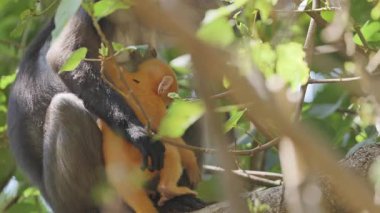 Lagkawi Adası, Malezya 'da çekilen esmer yaprak maymunları