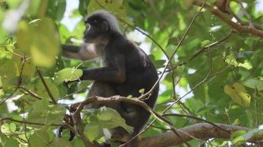 Lagkawi Adası, Malezya 'da çekilen esmer yaprak maymunları