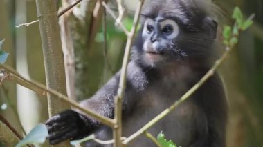 Lagkawi Adası, Malezya 'da çekilen esmer yaprak maymunları