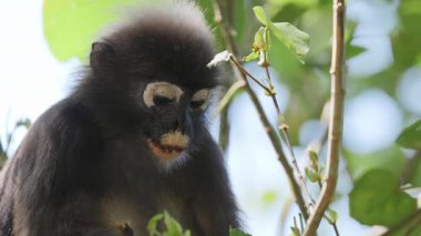 Lagkawi Adası, Malezya 'da çekilen esmer yaprak maymunları