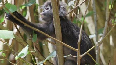 Lagkawi Adası, Malezya 'da çekilen esmer yaprak maymunları