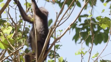 Lagkawi Adası, Malezya 'da çekilen esmer yaprak maymunları