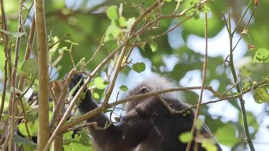 Lagkawi Adası, Malezya 'da çekilen esmer yaprak maymunları