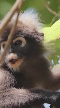 Koyu renkli yaprak maymunları Langkawi adasında, Malezya ise dikey