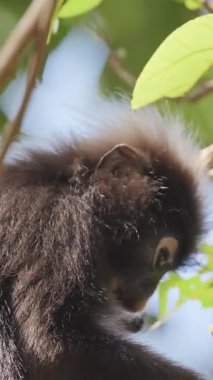 Koyu renkli yaprak maymunları Langkawi adasında, Malezya ise dikey
