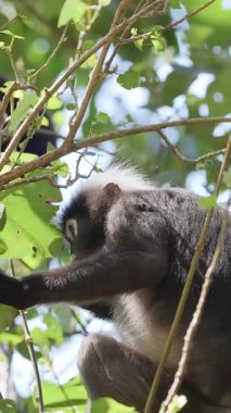 Koyu renkli yaprak maymunları Langkawi adasında, Malezya ise dikey