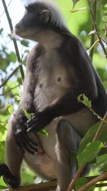 Koyu renkli yaprak maymunları Langkawi adasında, Malezya ise dikey