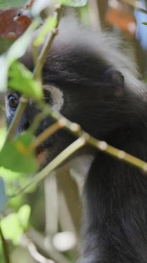 Koyu renkli yaprak maymunları Langkawi adasında, Malezya ise dikey