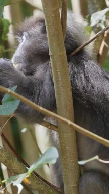 Koyu renkli yaprak maymunları Langkawi adasında, Malezya ise dikey