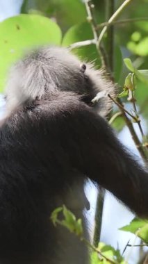 Koyu renkli yaprak maymunları Langkawi adasında, Malezya ise dikey