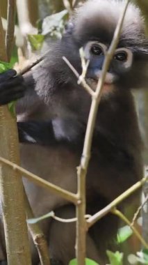 Koyu renkli yaprak maymunları Langkawi adasında, Malezya ise dikey