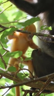 Esmer yaprak maymunu anne ve bebek Langkawi adasında, Malezya dikey