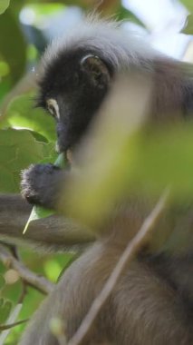 Koyu renkli yaprak maymunları Langkawi adasında, Malezya ise dikey