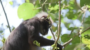 Lagkawi Adası, Malezya 'da çekilen esmer yaprak maymunları