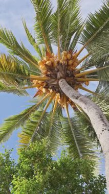 Asya 'da dikey palmiye ağaçları ve tropikal yağmur ormanları