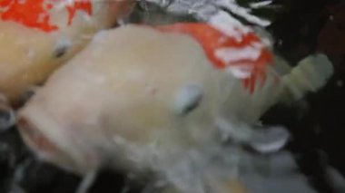 Bali 'deki tropik bir bahçedeki gölde sazan balığı.