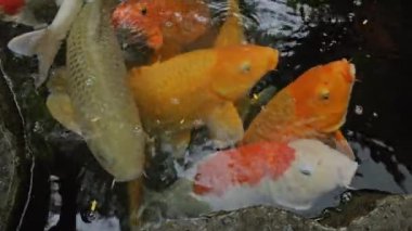 Bali 'deki tropik bir bahçedeki gölde sazan balığı.