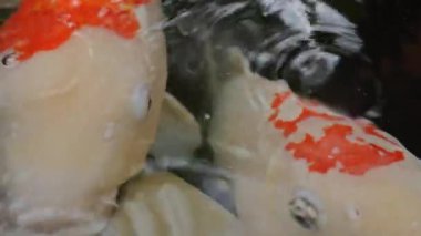 Bali 'deki tropik bir bahçedeki gölde sazan balığı.