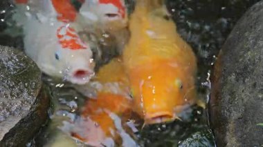 Bali 'deki tropik bir bahçedeki gölde sazan balığı.