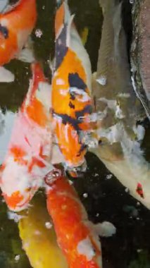 Bali 'deki tropikal bir bahçede dikey bir gölde koi sazan balığı.