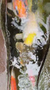 Bali 'deki tropikal bir bahçede dikey bir gölde koi sazan balığı.