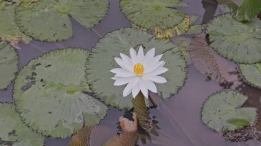 Bali 'deki bahçede güzel bir süs havuzu.