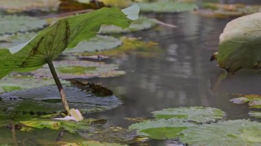 Bali 'deki bahçede güzel bir süs havuzu.