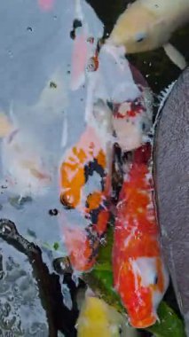 Bali 'deki tropikal bir bahçede dikey bir gölde koi sazan balığı.