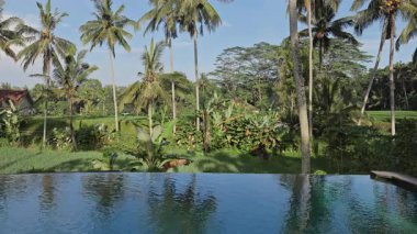 Palmiye ağaçlarının yemyeşil kırsalında lüks bir yüzme havuzu inşa edildi. 