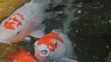 Bali 'deki tropik bir bahçedeki gölde sazan balığı.